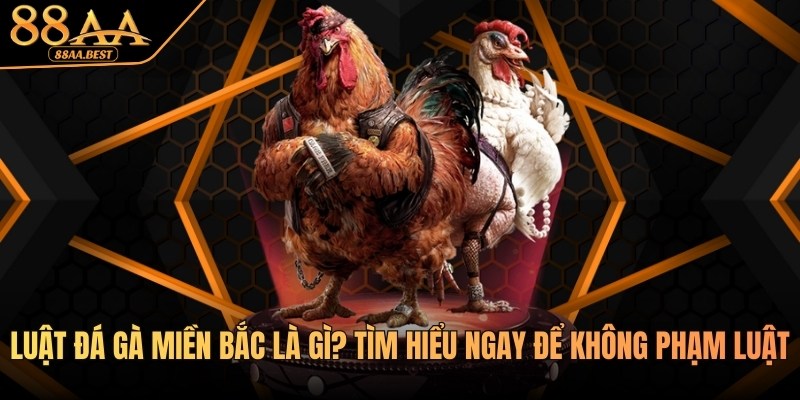 Luật đá gà miền Bắc là gì? Tìm hiểu cách chơi cùng chuyên gia 88AA 2 luật đá gà miền bắc tại 88aa