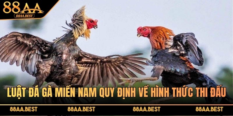 Luật đá gà miền Nam - Quy tắc, cách áp dụng tại nhà cái 88AA 2 Luật đá gà miền Nam quy định chặt chẽ về các hình thức thi đấu