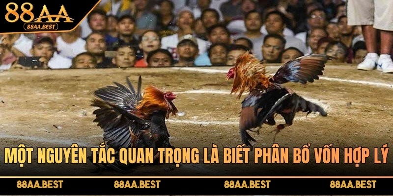 Luật đá gà miền Nam - Quy tắc, cách áp dụng tại nhà cái 88AA 4 Một nguyên tắc quan trọng khi cược theo luật là biết phân bổ vốn hợp lý